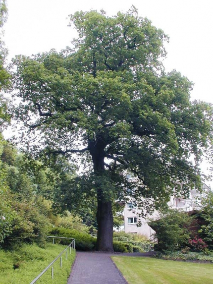 Bild 1 von Eiche beim Altenheim Vincentinerinnen